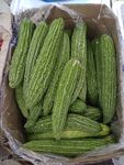 新鲜蔬菜苦瓜