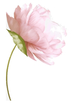花朵素材