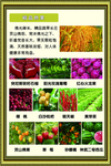 精品供果