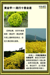 十善业道
