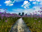 地信花海