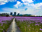 地信花海