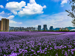 地信花海