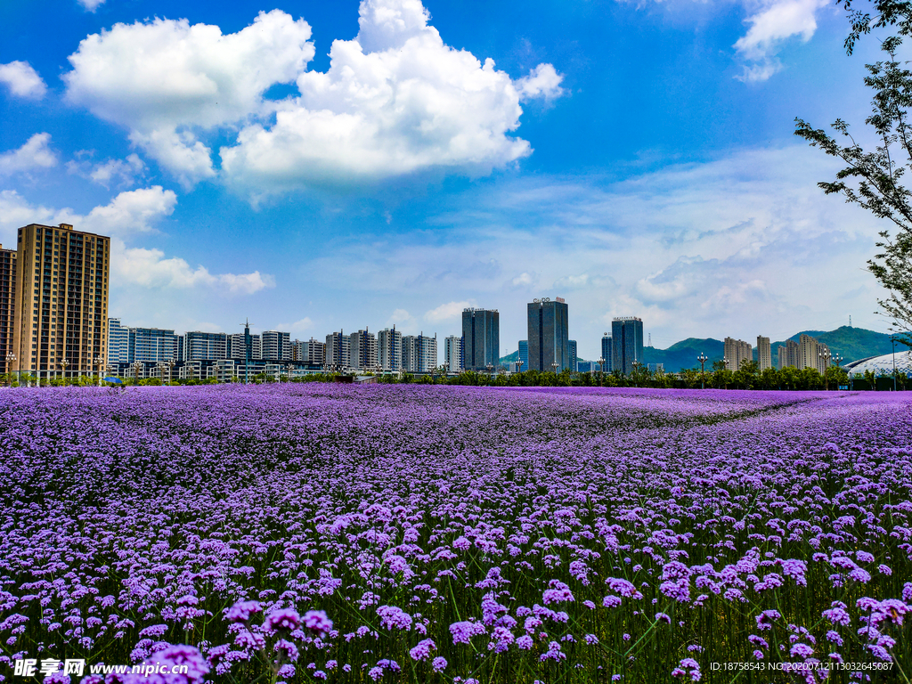 地信花海