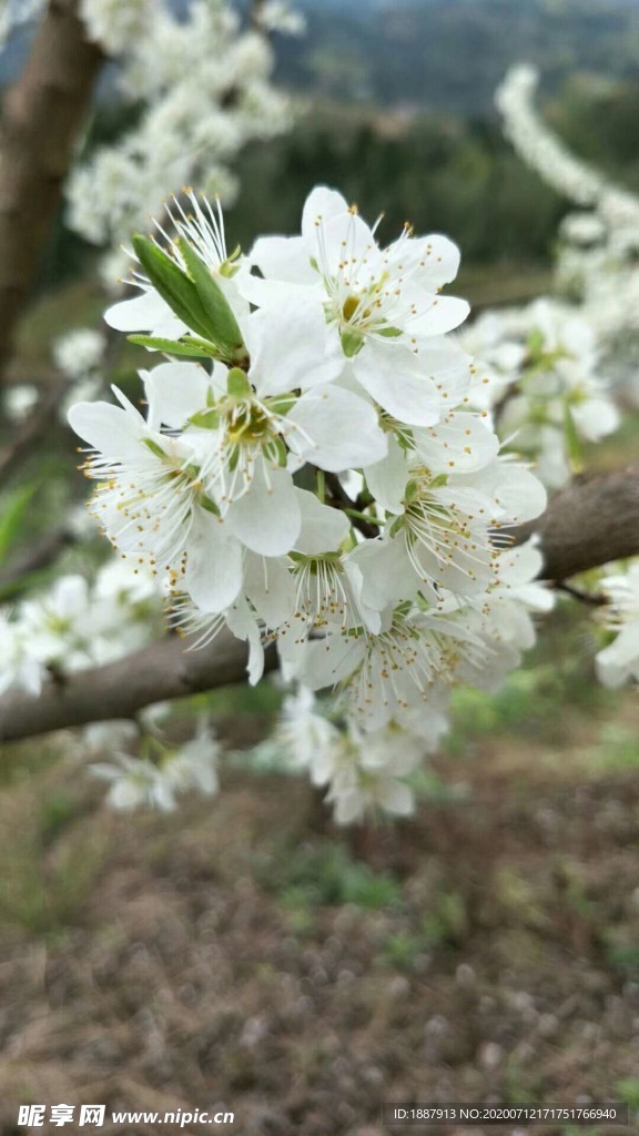 梨花