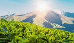 绿茶背景