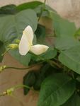 豆角花