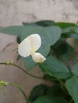 豆角花