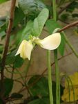 豆角花