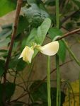 豆角花