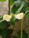 豆角花
