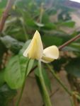 豆角花