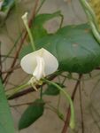 豆角花