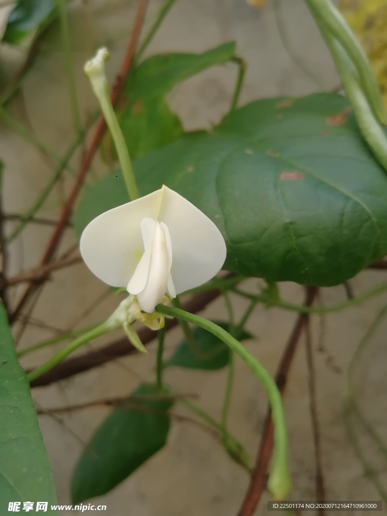 豆角花