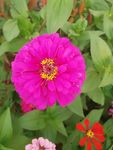 百日菊