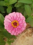 百日菊