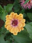 百日菊