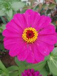 娇艳百日菊