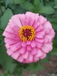 盛放的百日菊