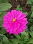 玫红色百日菊