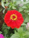 大红色百日菊