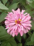百日菊