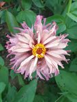 盛放后的百日菊