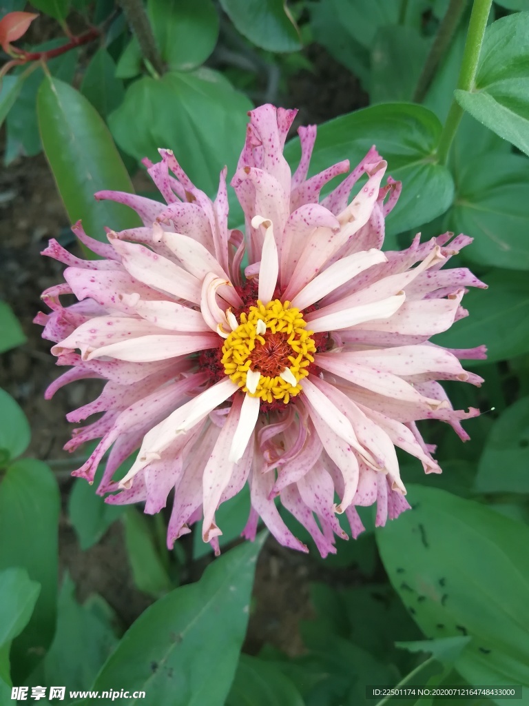 盛放后的百日菊
