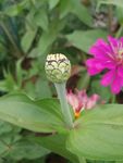 百日菊花苞侧面