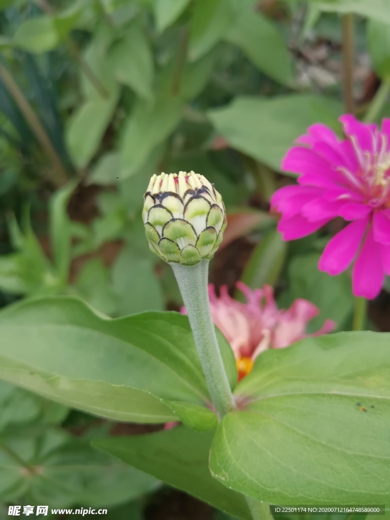 百日菊花苞侧面