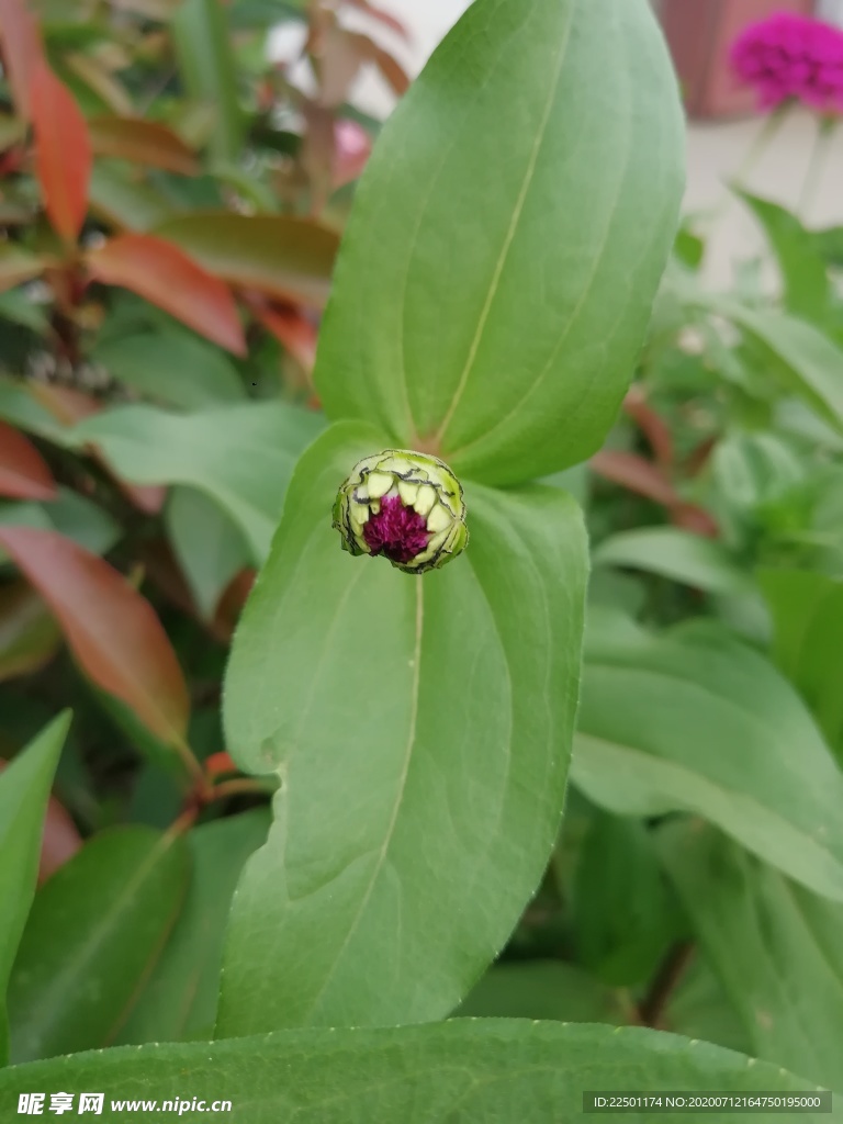 百日菊花苞