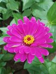 玫红色百日菊