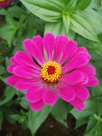玫红色百日菊