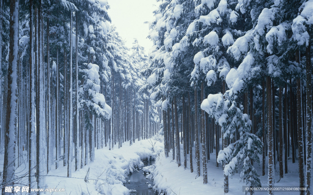 冬天雪景