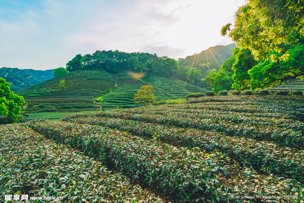 茶园茶田清新背景素材