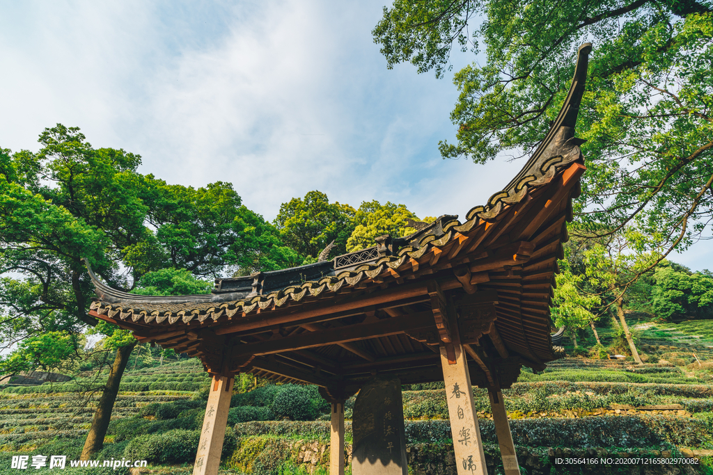 茶园茶田清新背景素材