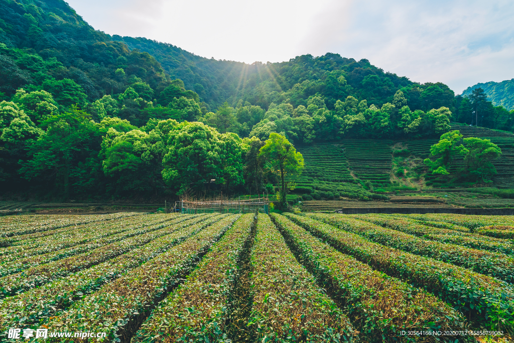 茶园茶田清新背景素材