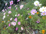 花田  花
