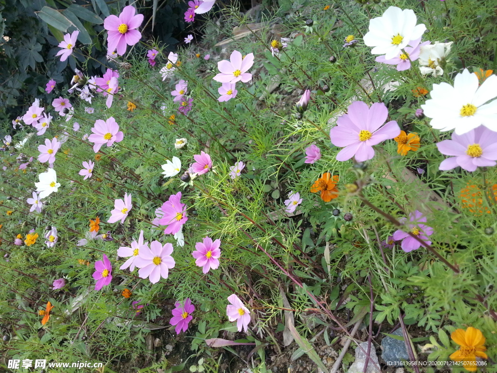 花田  花