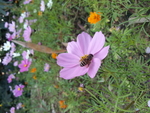 秋英  花