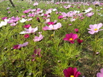 秋英 花 花田 粉红 鲜艳