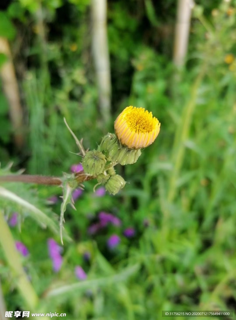 雏菊