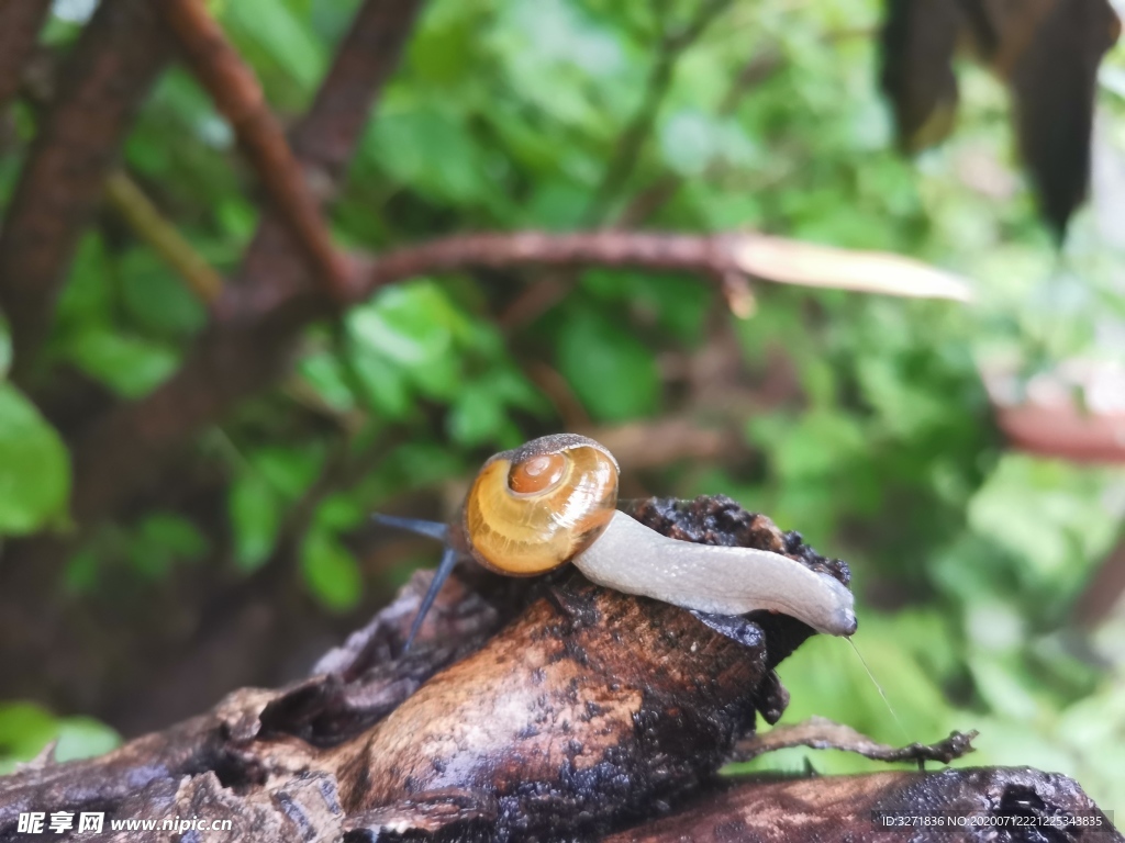 爬行中的蜗牛