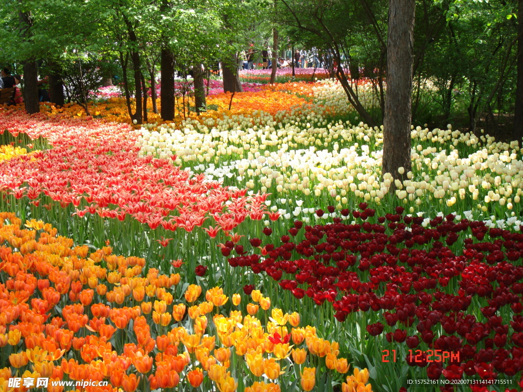鲜花