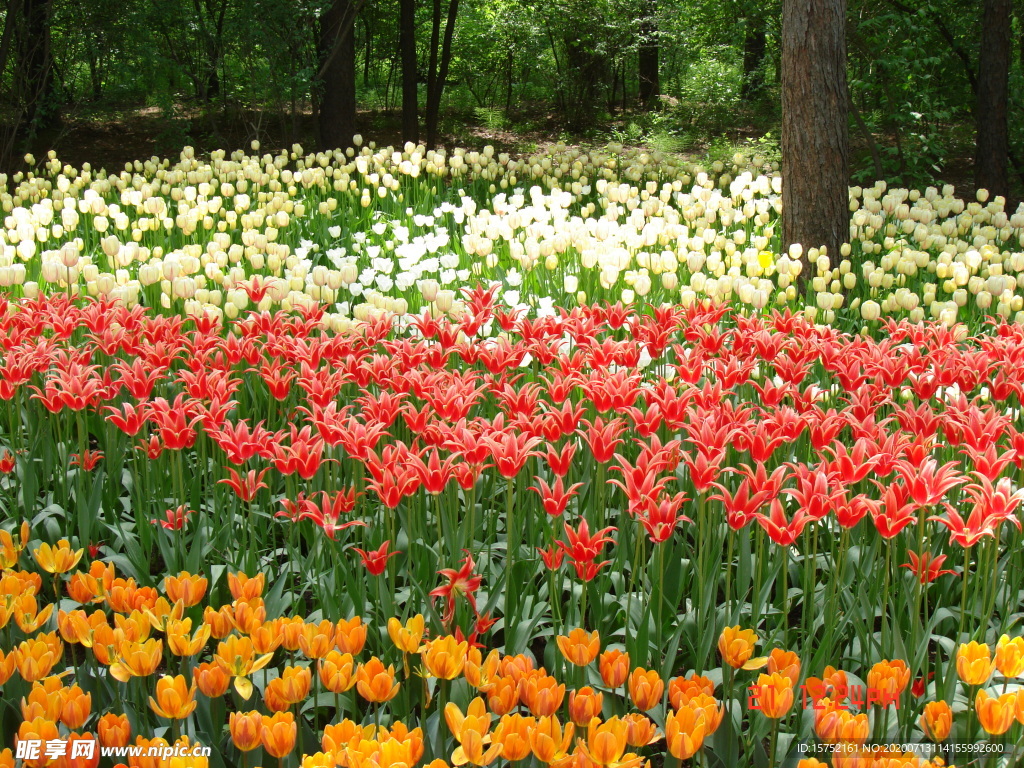 鲜花