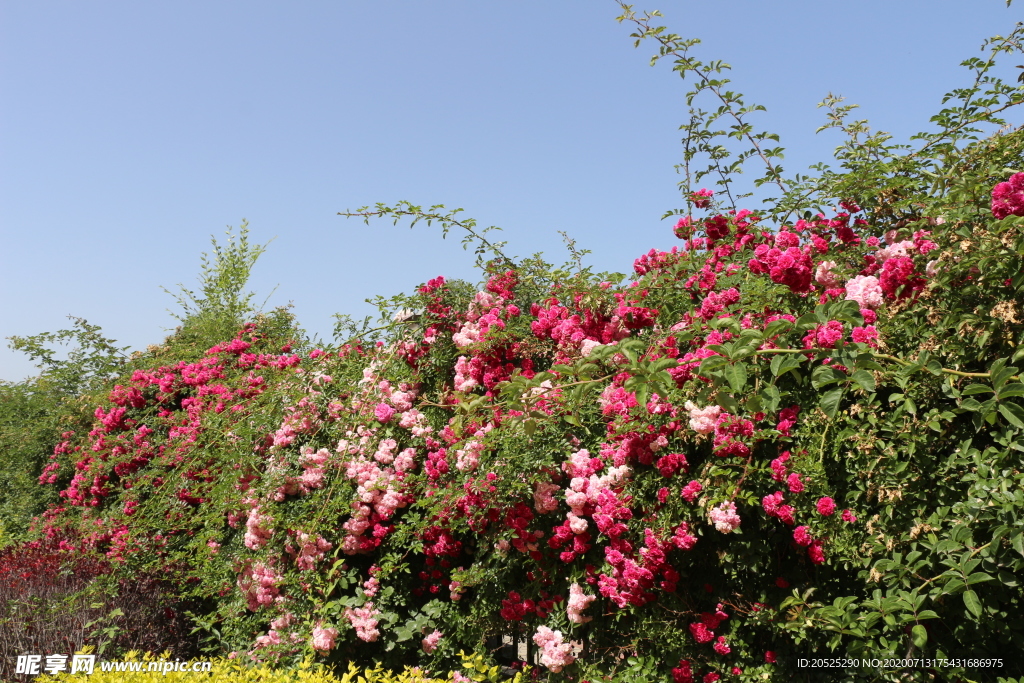 蔷薇 花墙 蔷薇花