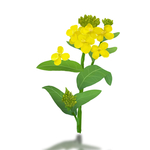 油菜花元素