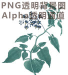 花草植物