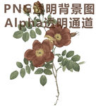 玫瑰花
