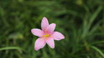 韭菜莲